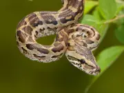 Ex-banker finds 12ft python living in her Zimbabwe home ceiling