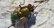 Expert’s trick to get rid of flies in house 'at the source' with one kitchen item