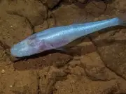 Eyeless 'demon fish' found beneath US Army base