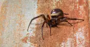 False widow spider sightings surge as UK searches jump 5,000%