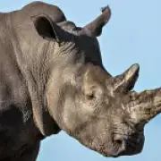 Families feared they would die after rhinos smashed cars at safari park