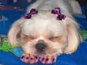 Family devastated as beloved dog abducted, abused and left to die in Colombia