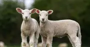 Farmers face 'awful' blow as deadly virus detected in UK for first time