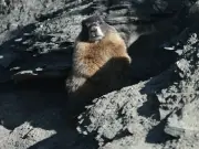 Fat Marmot Week launches as first ever contest rivals Fat Bear Week