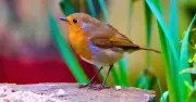 Feed Robins in August: 1 Food Staple to Leave Outside for Autumn