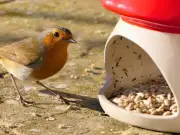 Feed Robins in August: Key to Summer Survival