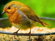 Feed Robins in August: Simple Kitchen Leftovers to Help Them Survive
