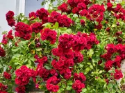 Feed roses and tomatoes Epsom salt before end of August