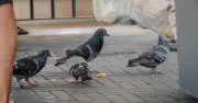 Feeding pigeons could now cost you a £150 fine