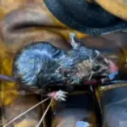 Field mouse rescued from wildfire by firefighters in Northamptonshire