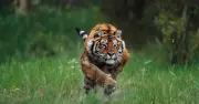 Fisherman loses arm after Siberian tiger bursts into cabin