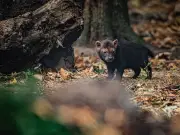 Five bush dog pups debut at Chester Zoo