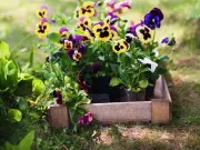 Five Flowers to Plant Now for Stunning Autumn Colour