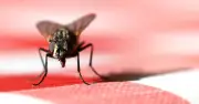 Flies flee kitchens with 16p coffee hack