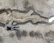 Fossils deserve national treasure status, say museum figures