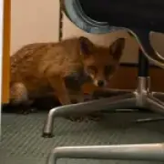 Fox breaks into Conservative MP George Freeman's office