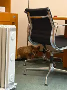 Fox found hiding in MP's stationery cupboard at Westminster