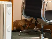 Fox found hiding in MP's Westminster office cupboard
