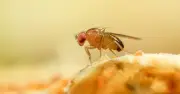 Fruit Flies Deterred by Lemon and Cloves in Fruit Bowl