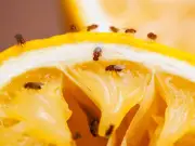 Fruit flies trapped with two common household items