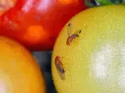 Fruit Fly Repellent: Lemon and Cloves Hack