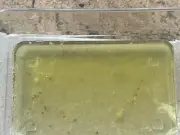 Fruit fly trap made for £3.50 works in under an hour