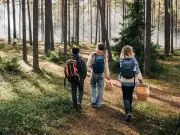 Fruit foraging legal rights: what the 1968 law allows