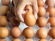 FSA Issues Egg Safety Advice After Deadly Salmonella Outbreak