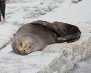 Fur seal's death marks first Australian mainland mammal fatality from H5 bird flu