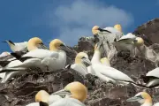 Gannets on Bass Rock Face Slow Road to Recovery