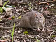 Garden Compost Bags Can Attract Rats in Summer, Expert Warns