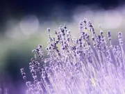 Garden expert: leave these five plants uncut in September to help wildlife