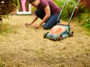 Garden expert says lawns can survive UK heatwave and other plants to count on