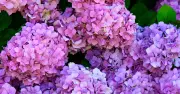 Garden expert warns against cutting hydrangeas in September