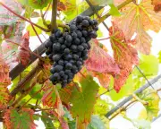 Garden Plants That Thrive in Summer Heatwaves