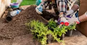 Gardener reveals 5 drought-tolerant plants that survived hot weather
