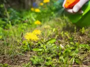 Gardener's 1 Natural Item Removes Weeds Better Than Weed Killer