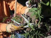 Gardeners advised to skip deadheading this August for wildlife