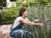 Gardener's August lavender trim tip for second blooms