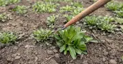 Gardener's Cardboard Hack Kills Weeds and Feeds Soil