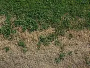 Gardener's Easy Fix for Brown Lawns in Heatwave