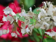Gardeners given tips to keep plants alive during UK hosepipe bans
