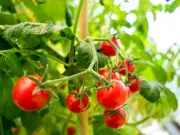 Gardeners told to add one key item to soil for juicy tomatoes