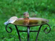 Gardeners told to check penny dates before adding to bird baths