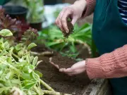 Gardeners told to plant 5 'minimal effort' crops before August 31