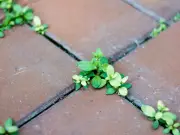 Gardeners told to pour vodka on patio to kill weeds