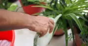 Gardeners told to water plants before 10am as UK temperatures hit 36C