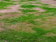 Gardeners urged to add 1 vital item to brown lawns this Sunday to revive them