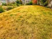 Gardeners urged to aerate yellow lawns in August to restore green grass
