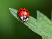 Gardeners urged to attract ladybirds for a vital reason